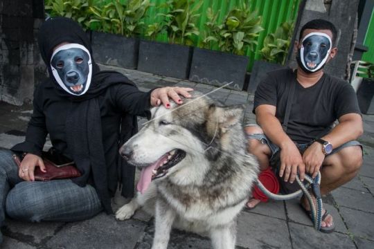 Aksi solidaritas untuk anjing canon Page 2 Small