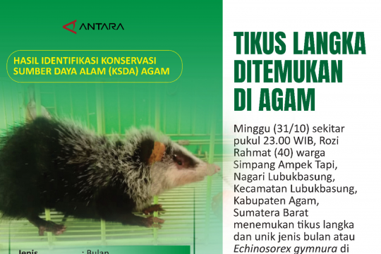 TIKUS LANGKA DITEMUKAN DI AGAM