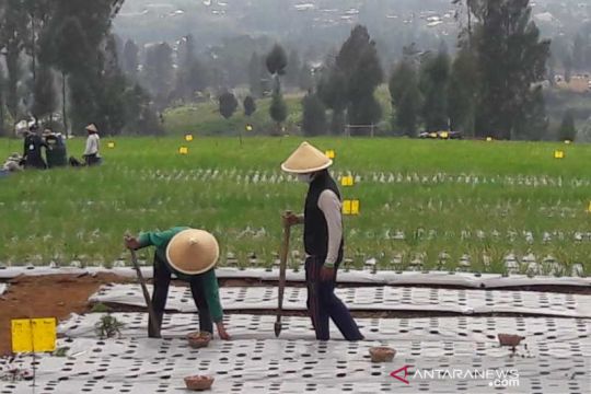 "Food estate", ikhtiar tingkatkan kesejahteraan petani Temanggung