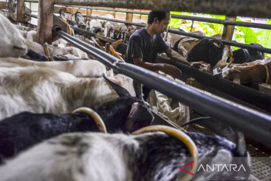 Peternak kambing rakyat