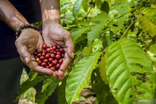 Luas tanaman kopi robusta dan arabika di Kabupaten Magelang 3.000 hektare