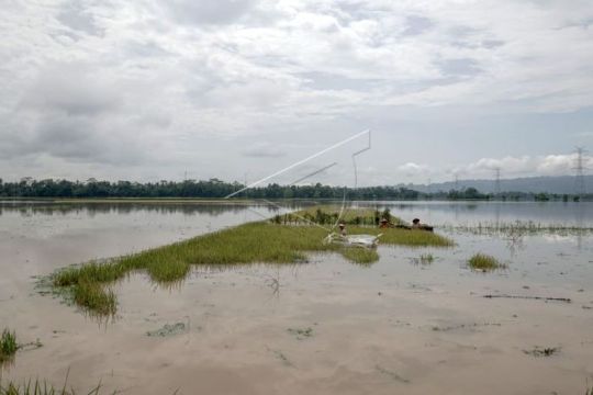 Padi siap panen rusak terendam banjir Page 2 Small