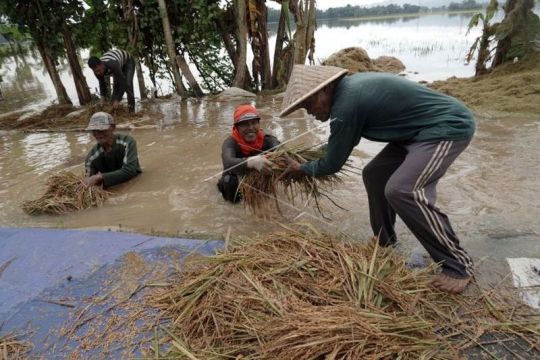 Padi siap panen rusak terendam banjir Page 3 Small