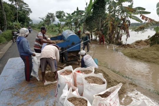 Padi siap panen rusak terendam banjir Page 4 Small