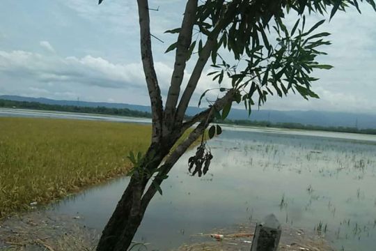 Ratusan hektare padi siap panen di Cilacap terdampak banjir