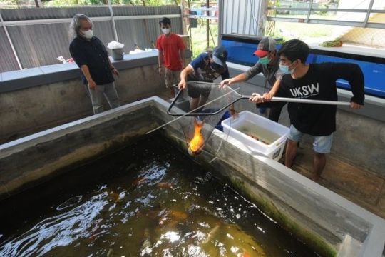 Mahasiswa belajar kewirausahaan budi daya ikan koi Page 1 Small