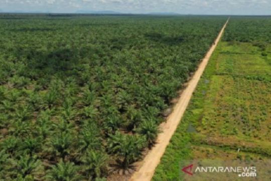 Legislator Kotim ingatkan sempadan sungai tidak ditanami sawit