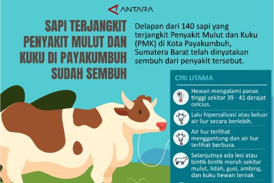 Sapi terjangkit penyakit mulut dan kuku di Payakumbuh sudah sembuh