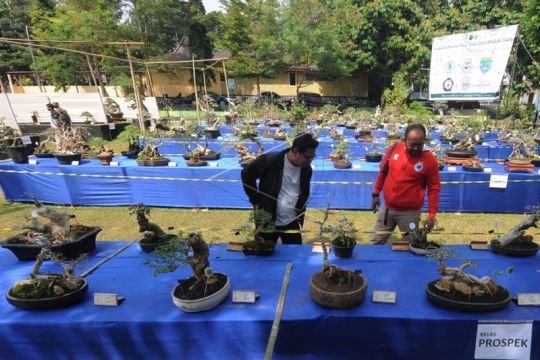 Kontes dan pameran bonsai Page 1 Small