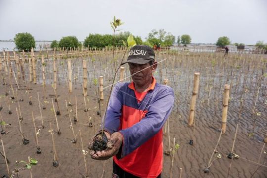 Penanaman bibit bakau di pesisir pantai Page 1 Small