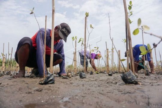 Penanaman bibit bakau di pesisir pantai Page 2 Small