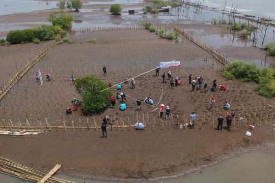 Penanaman bibit bakau di pesisir pantai Page 3 Small