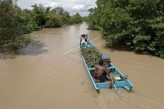 Konservasi mangrove di Segara Anakan Page 1 Small