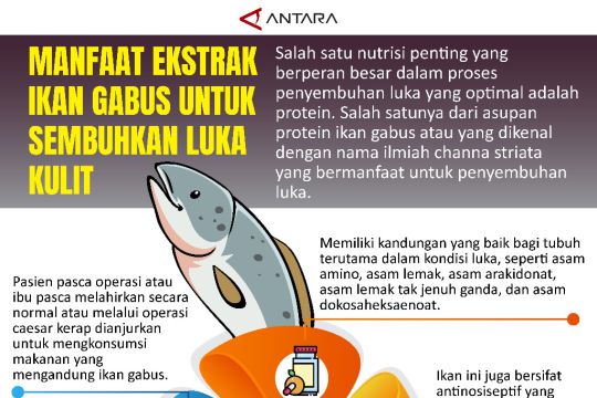 Manfaat Ekstrak Ikan Gabus Untuk Sembuhkan Luka Kulit Infografik Antara Sumatera Barat