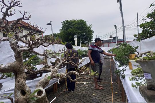 Peringati HUT ke 9 Museum Timah Indonesia Muntok hadirkan pameran bonsai