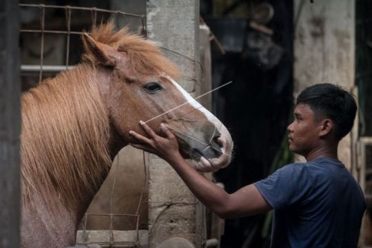 Perawatan kuda untuk acara kirab pernikahan putra bungsu Presiden Jokowi Page 1 Small