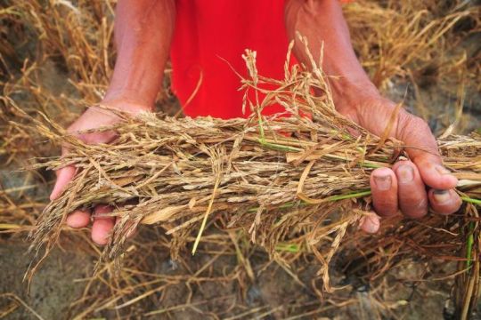 Ribuan hektare tanaman padi gagal panen Page 3 Small