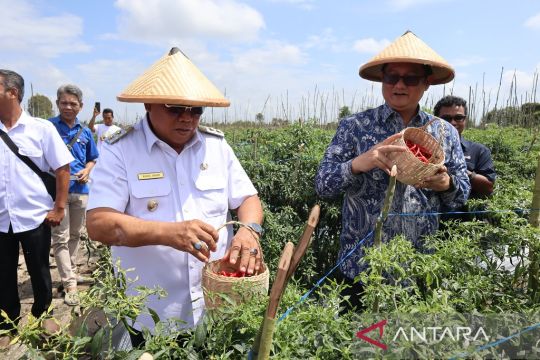 Belitung Timur kembangkan tanaman cabai merah melalui P4S
