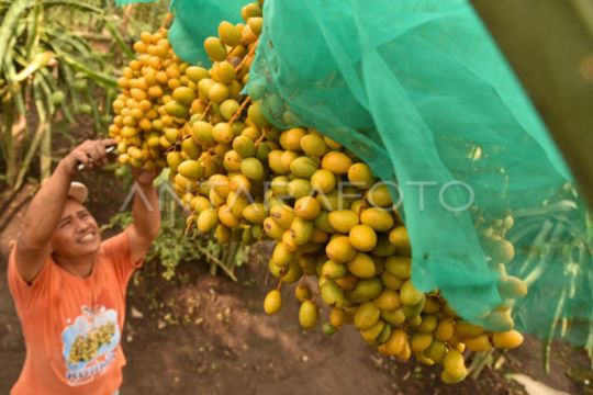 Kebun Kurma di Karo