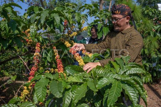 Tradisi wiwit panen raya kopi Page 1 Small