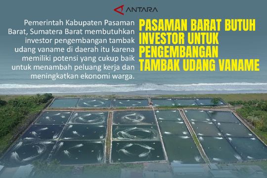 Pasaman Barat butuh investor untuk pengembangan tambak udang vaname