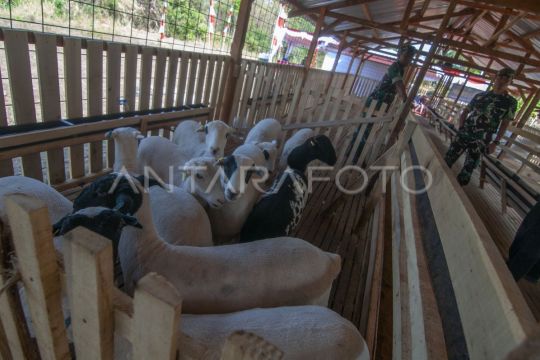 Kandang pembiakan domba di Boyolali Page 2 Small