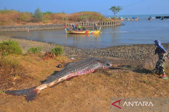 Ikan hiu tutul terjaring nelayandi Jepara Page 2 Small