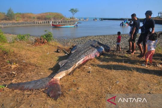 Ikan hiu tutul terjaring nelayandi Jepara Page 3 Small