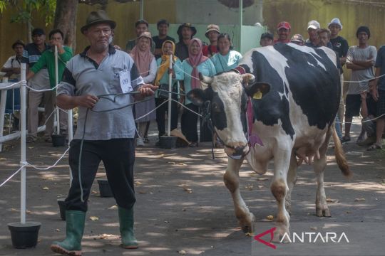 Kontes sapi perah di Salatiga Page 1 Small