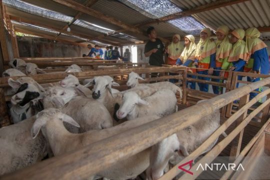 Siswa belajar tentang peternakan domba Page 1 Small