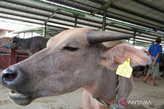 3.036 ekor ternak di Kabupaten Kudus dipasang barcode
