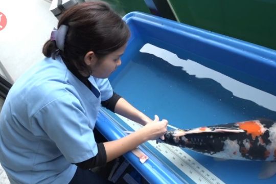 Karena ikan pun butuh dokter spesialis