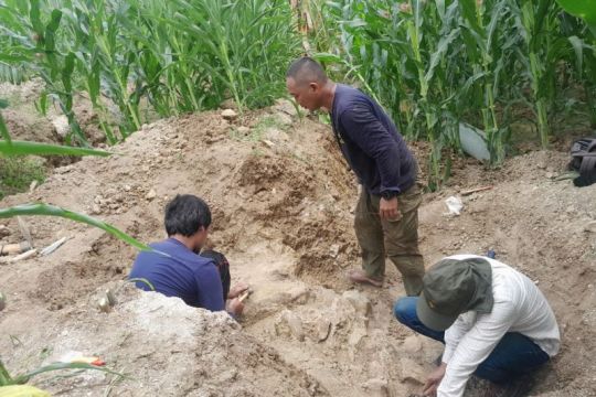 Fosil  gajah purba elephas bakal dijadikan objek wisata Situs Patiayam