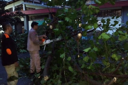 Hujan angin di Semarang, jumlah pohon tumbang bertambah