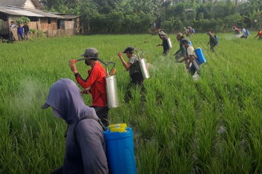 Dinpertan Cilacap optimistis produksi padi tidak terdampak hama  wereng