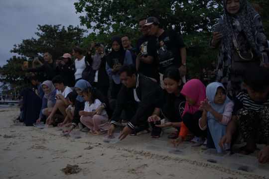 50 tukik dilepasliarkan di Karimunjawa