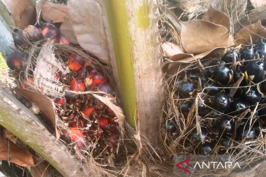 Keberadaan investasi sawit berdampak ke dana bagi hasil pusat ke daerah