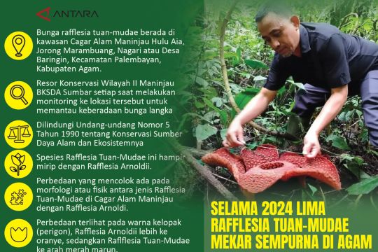 Selama 2024 Lima rafflesia tuan-mudae mekar sempurna di Agam