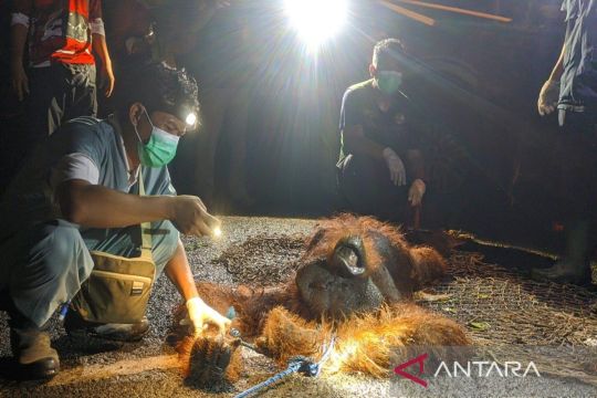 Sepanjang 2024, BKSDA Sampit evakuasi 81 satwa liar