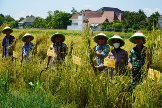 Pemkot Tegal panen raya padi, bantu jaga stabilitas harga beras