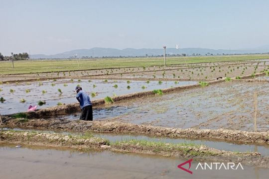 Dinpertan  minta petani di Cilacap lakukan percepatan tanam