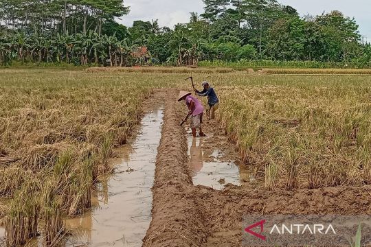 Banyumas  targetkan luas tambah tanam pada April capai 12.900 hektare