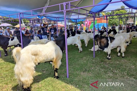 Peternak pamerkan aneka kambing dan domba pilihan