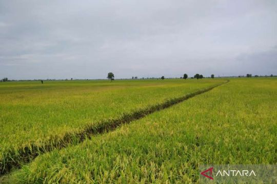 Bulog Pati serap 3.150 ton gabah dan beras petani di Kabupaten Kudus