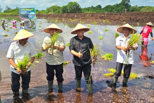DPRD Kotim minta program cetak sawah berlanjut