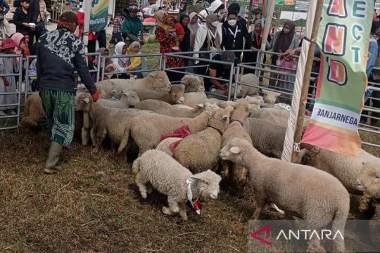 DPPKP Banjarnegara:  Stok ternak kurban cukup untuk kebutuhan Idul Adha