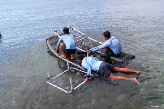 Kopaska tranplantasi terumbu karang di Pantai Bangsring