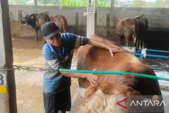 Ada terapis sapi di Semarang, bantu cegah PMK