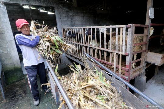 Penjualan domba pedaging di Kediri