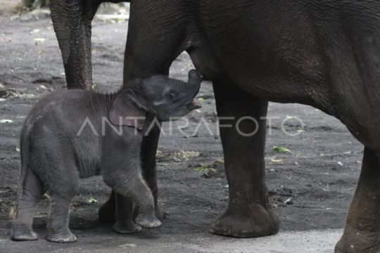 Batu Secret Zoo perkenalkan anakan gajah Sumatera bernama Diah